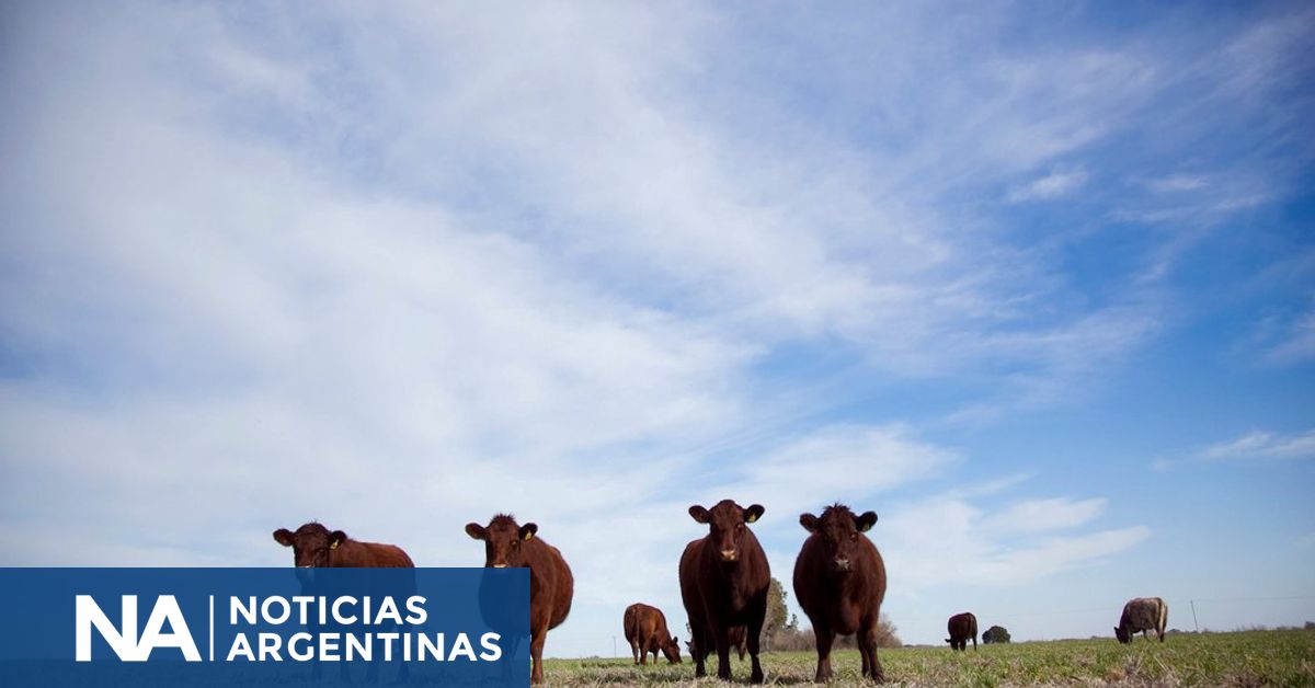 Hacienda vacuna en un campo de la provincia de Santa Fe.